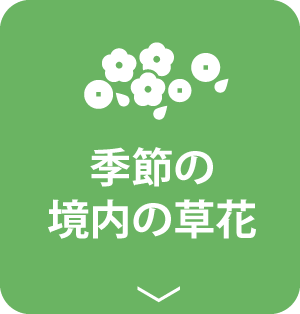 季節の境内の草花