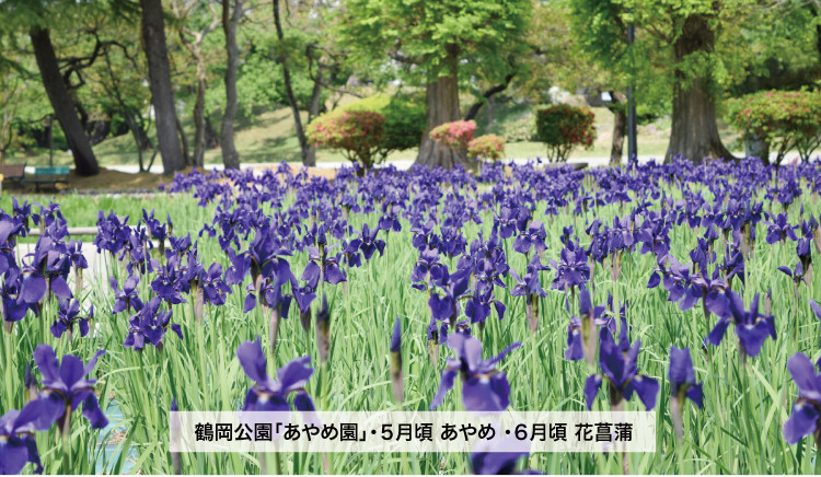 鶴岡公園「あやめ園」・5月頃 あやめ・6月頃 花菖蒲